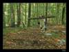 bohinj16_small.jpg