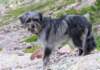 corsica29_small.jpg