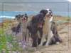 corsica01_small.jpg