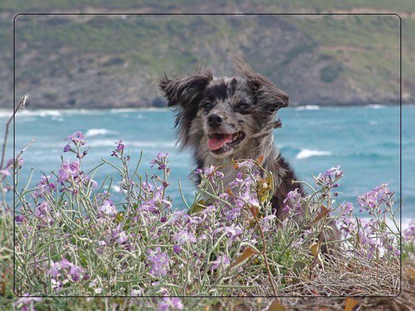 corsica03.jpg