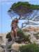 corsica40_small.jpg