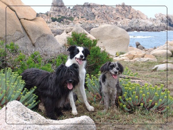 corsica41.jpg