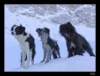 dsc06077_small.jpg