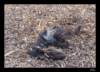 dsc07141_small.jpg