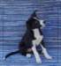 bi09850_small.jpg