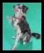 triki07_small.jpg