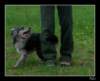 triki34_small.jpg