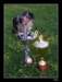 triki38_small.jpg