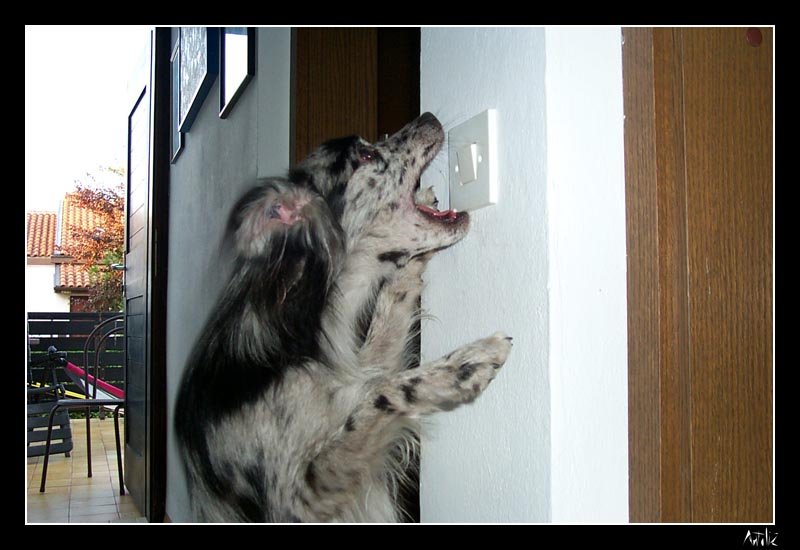 triki40.jpg