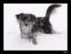 winter12_small.jpg