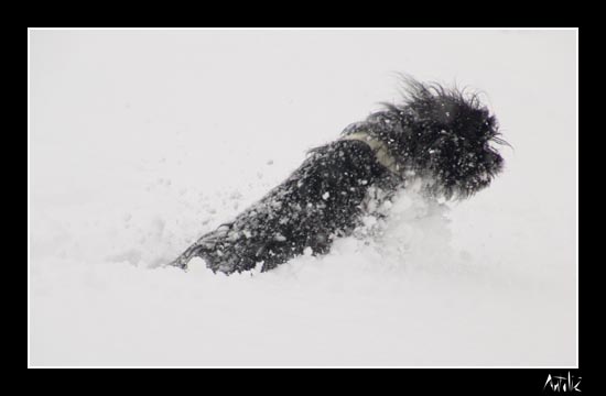 winter13.jpg
